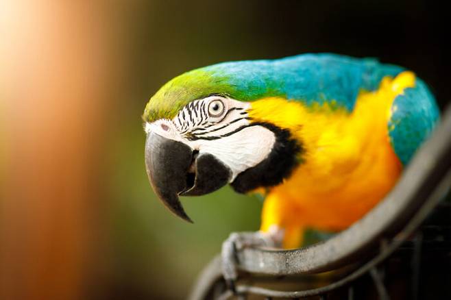 유럽 여러 나라에서 다수의 앵무병 발병 사례가 보고되고 있다. [사진=게티이미지뱅크]