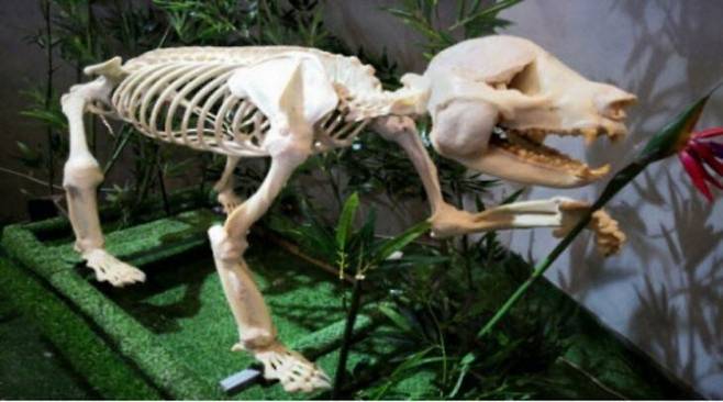중국 쓰촨성 생명의 신비 박물관 내 전시된 자이언트 판다의 뼈. /소셜미디어 캡처