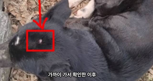 구조된 강아지 밍키의 머리에 대못으로 내려친 듯한 흔적이 있다. 유튜브 채널 ‘그남자의 멍한여행’