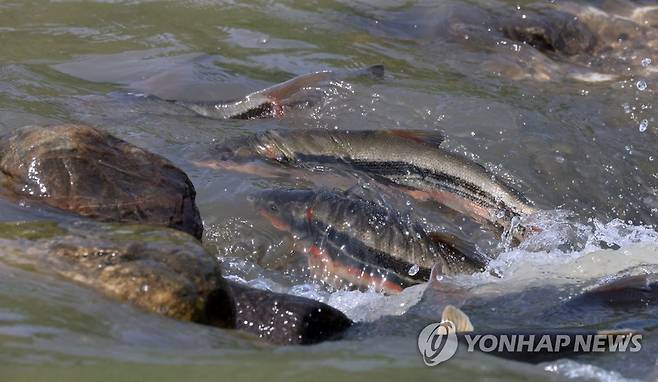 황어 [연합뉴스 자료사진]