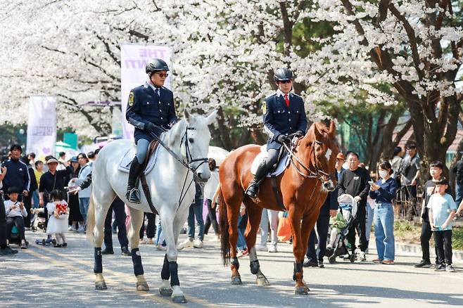 ‘렛츠런파크 서울 벚꽃축제’에서 볼 수 있는 기마대원들의 승마 퍼레이드 (사진=한국마사회)