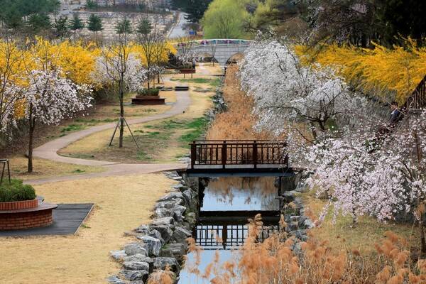 출처: 게티이미지뱅크 (서울 개나리꽃 명소)