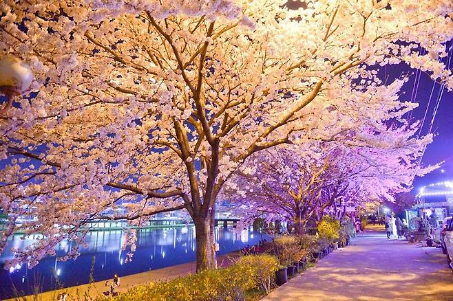 벚꽃이 만개한 동천의 야경 / 사진=순천시 제공