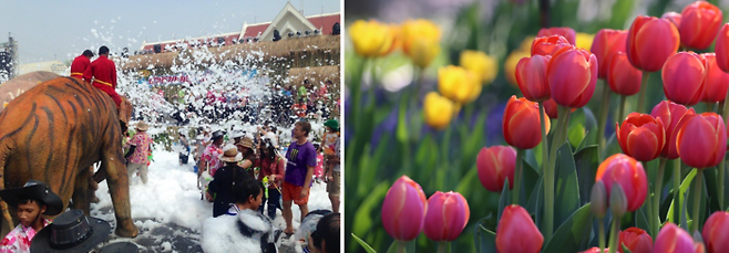 태국 송크란 축제, 네덜란드 튤립 축제 / 사진=FLICKR