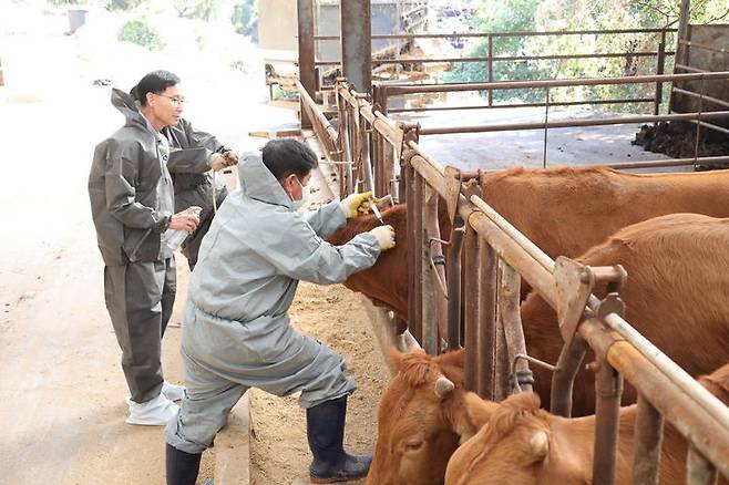 [진주=뉴시스]진주시, 소 구제역 예방접종.(사진=진주시 제공).2024.03.08.photo@newsis.com *재판매 및 DB 금지