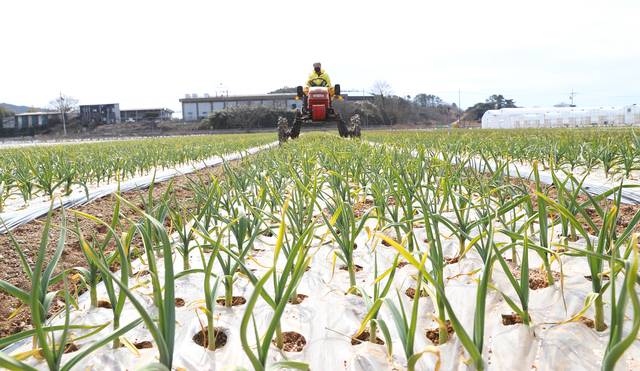 겨울나기 뒤 마늘 재배 모습. 농촌진흥청