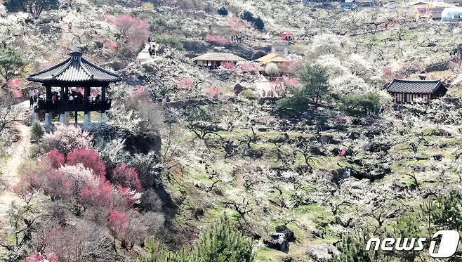 광양매화축제가 개막한 8일 전남 광양시 매화마을을 찾은 상춘객들이 봄 기운을 만끽하고 있다. 광양매화축제는 섬진강변과 청매실농원을 중심으로 오는 이날부터 17일까지 열린다. 2024.3.8/뉴스1 ⓒ News1 김진환 기자