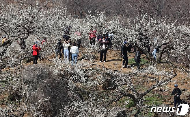 광양매화축제가 개막한 8일 전남 광양시 매화마을을 찾은 상춘객들이 봄 기운을 만끽하고 있다. 광양매화축제는 섬진강변과 청매실농원을 중심으로 오는 이날부터 17일까지 열린다. 2024.3.8/뉴스1 ⓒ News1 김진환 기자