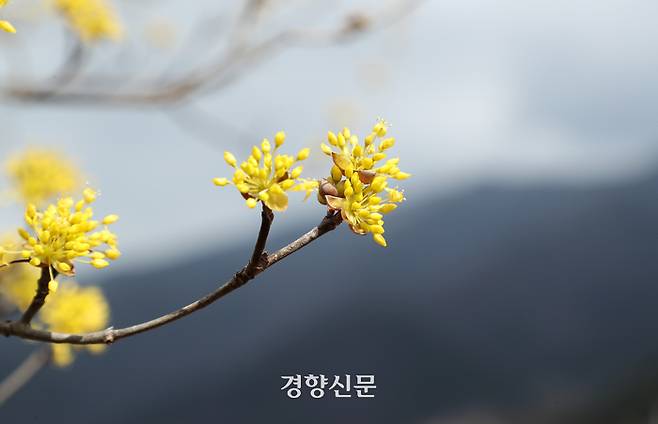 구례 산수유축제 개막 이틀 전인 7일 전남 구례군 산동면 반곡마을에서 산수유꽃이 만개해 있다. 정지윤 선임기자