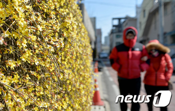 (대전ㆍ충남=뉴스1) 최형욱 기자 = 10일 대전·충남은 대체로 맑은 가운데 내륙을 중심으로 아침 기온이 -5도 내외를 기록할 것으로 예보됐다. 대전 중구 유천동 한 담벼락에 활짝 핀 영춘화 앞으로 두터운 외투를 입은 시민들이 걷고 있다. / 뉴스1 ⓒ News1 주기철 기자