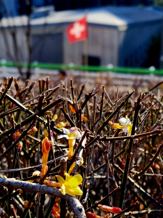 3월 9일 서울 종로구 홍파동 인왕산 자락 월암근린공원서 스위스 대사관을 배경으로 핀 영춘화. 꽃자루가 길고 붉은빛을 띤다.