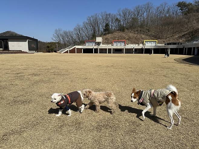 사회생활 중인 반려견들/사진=김아름 기자 armijjang@