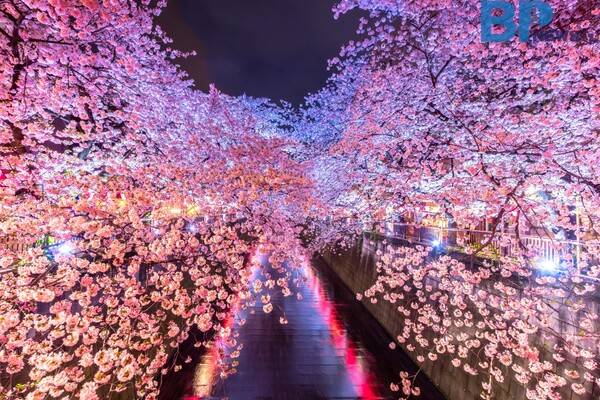 출처: 게티이미지뱅크 (일본 도쿄 벚꽃 명소)