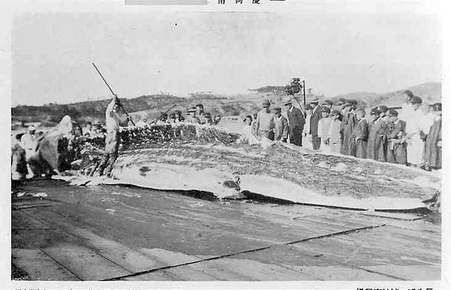 100년 전만 해도 동해에 많던 귀신고래는 1966년 이후 다섯 마리 포획 뒤 한 마리도 보이지 않는다. 일제강점기 포경선으로 잡은 고래를 해체하고 있다. 울산만 안에 자리잡은 장생포는 포경항구로 발달했다. 한겨레 자료