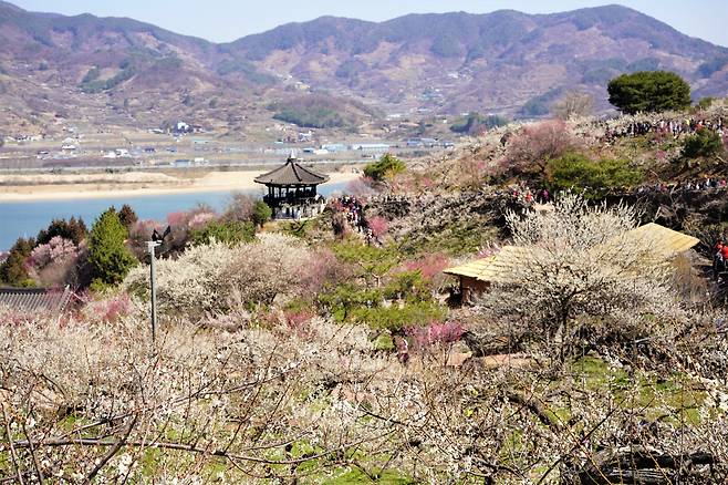 The trails of Gwangyang Maehwa Village in Gwangyang, South Jeolla Province, are crowded with visitors on March 9. (Lee Si-jin/The Korea Herald)