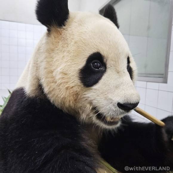 에버랜드 인스타그램 @witheverland