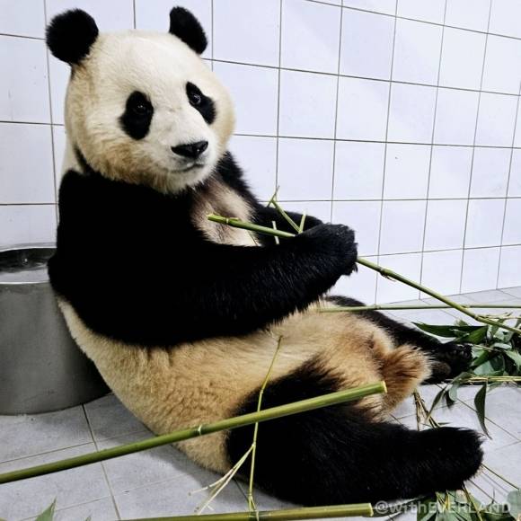 에버랜드 인스타그램 @witheverland