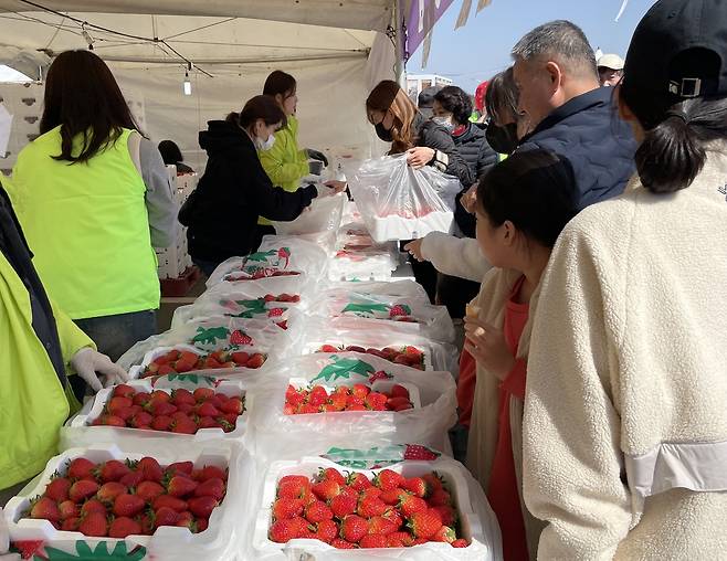 완주 삼례딸기축제 [완주군 제공. 재판매 및 DB 금지]