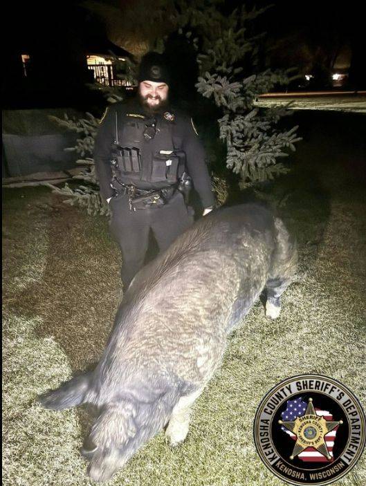 위스콘신주 케노샤카운티 보완관이 집나간 돼지 '케빈 베이컨'을 집으로 돌려보내고 있다. [사진출처=케노샤카운티 소셜미디어]