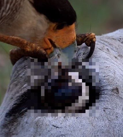 카라카라가 죽은 동물의 사체에서 눈알을 파먹고 있다./netureismetal instagram