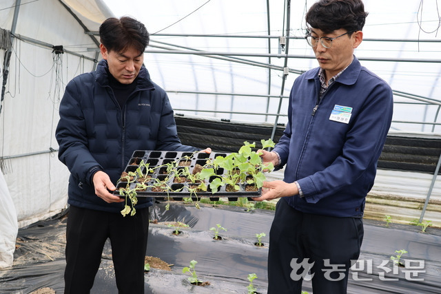 전남 곡성에선 최근 잦은 비로 일조량이 부족해 멜론 모종의 뿌리 활착이 제대로 이뤄지지 않고 있다. 농협 관계자들이 토양에 뿌리내리지 못하고 말라버린 모종을 들어 보이고 있다.