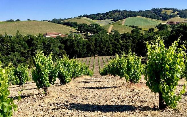 Tablas Creek Vineyard.