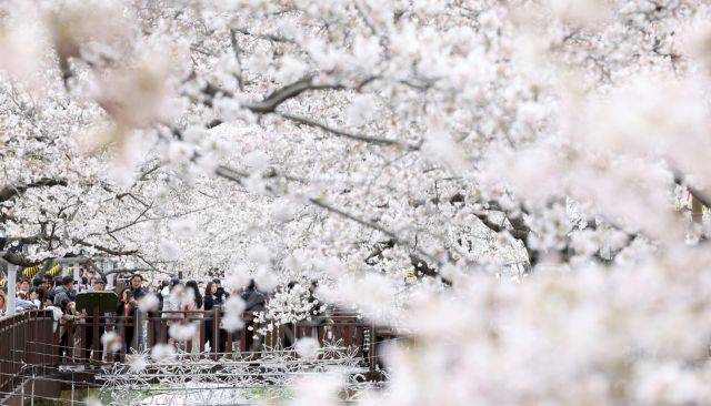 진해군항제 /사진=연합뉴스
