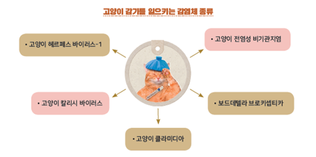 24시간 고양이 육아 대백과