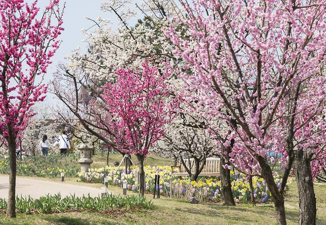 에버랜드 매화 테마정원 '하늘정원길'. 삼성물산 제공