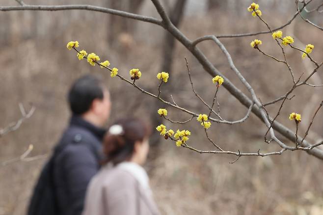 지난 12일 오후 서울 종로구 창경궁에 생강나무꽃이 피어있다. 연합뉴스