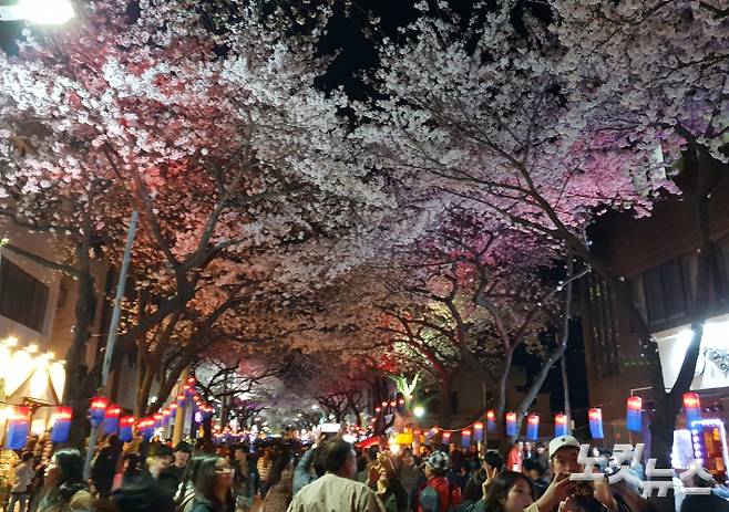 '제17회 전농로 왕벚꽃 축제'가 오는 22일부터 3일 동안 열린다. 김대휘 기자