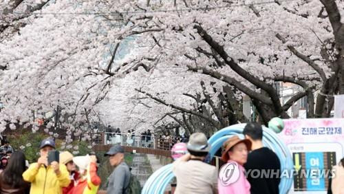 진해군항제…여좌천 벚꽃 절정 (창원=연합뉴스) 김동민 기자 = 국내 최대 봄꽃 축제인 '진해군항제'가 열리는 30일 오후 경남 창원시 진해구 여좌천에서 관광객이 봄기운을 만끽하고 있다. 2023.3.30
    image@yna.co.kr
(끝)