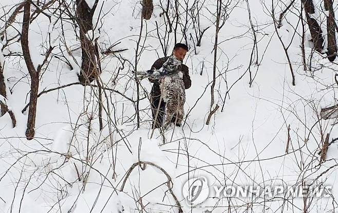 산양 구조 [양구군 제공. 재판매 및 DB 금지]