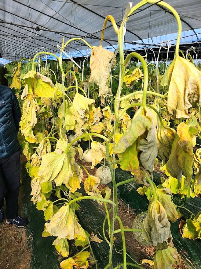 [나주=뉴시스] 일조량 부족 현상이 두 달가량 이어지면서 나주 세지면 시설하우스에서 재배하는 멜론이 싱그러운 녹색 빛을 잃은 채 시들시들 말라가고 있다. (사진=독자 제공) photo@newsis.com *재판매 및 DB 금지