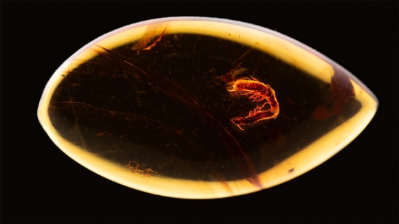 호박(琥珀·amber)에서 3800만 년 전 흰개미가 화석화돼 발견됐다. 사진=ALEŠ BUČEK