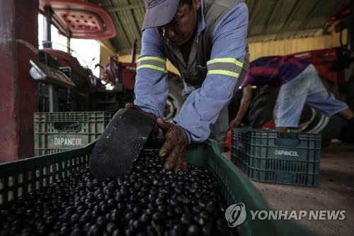 브라질에서 수확된 아사이베리  [EPA=연합뉴스 자료사진. 재판매 및 DB금지]