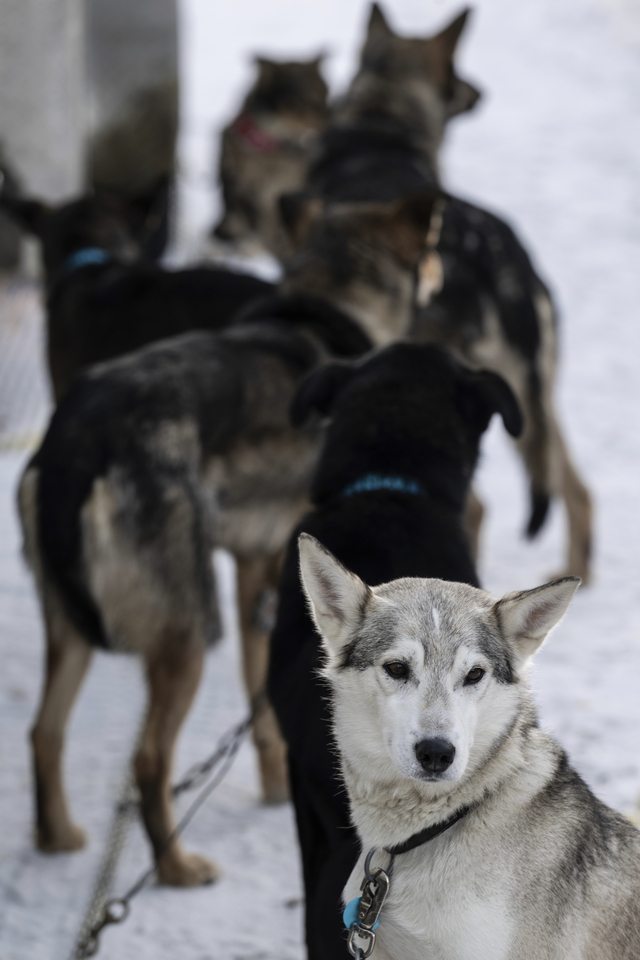 2024년 3월 2일 이디타로드 경주에 출전한 개들이 출발을 앞두고 있다. AP연합뉴스