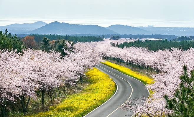 한라산 이승생악 가는 길