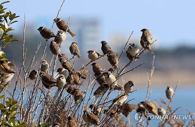 봄볕 쬐는 참새들 [연합뉴스 자료사진]
