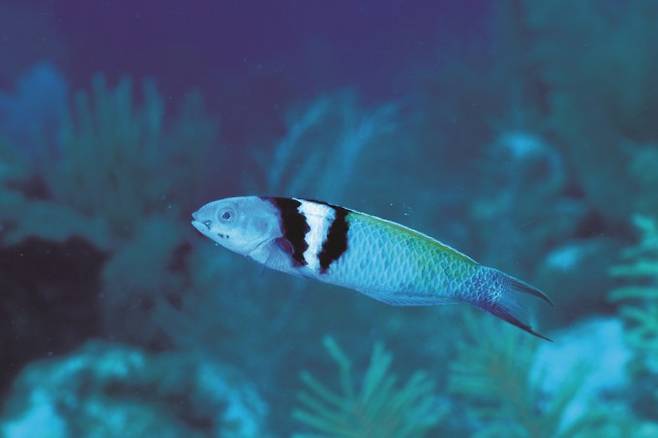 블루헤드놀래기 수컷은 푸른 머리에 검은 줄무늬가 있고 암컷은 무늬 없이 노란색이다. 위키미디어 제공