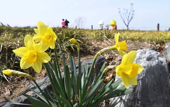 시흥 갯골생태공원에 봄을 맞은 꽃들이 울긋불긋 화려한 자태를 뽐내며 시민들의 눈길을 사로잡고 있다. / 사진제공=시흥시