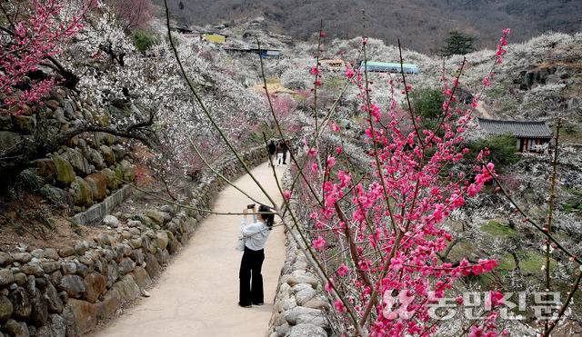 전남 광양시 다압면 도사리에 있는 홍쌍리 청매실농원에 희고 붉은 매화가 만발했다. 관광객이 매화를 놓칠세라 스마트폰으로 사진 촬영을 하고 있다.