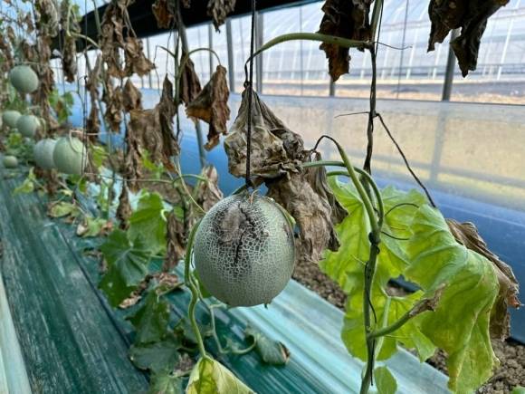 나주시 세지면 시설하우스에서 자라고 있는 멜론이 햇볕을 충분히 받지 못해서 열매는 썩고 줄기는 갈변된 모습.