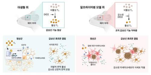 알츠하이머와 갑상샘 호르몬과 관계 - 알츠하이머 치매 생쥐에서 갑상샘 호르몬 결핍은 미세아교세포의 식세포 작용을 감소시켜 아밀로이드 베타와 인산화된 타우 단백질의 축적, 인지적 행동 장애를 악화시킨다.   서울대 의대 제공