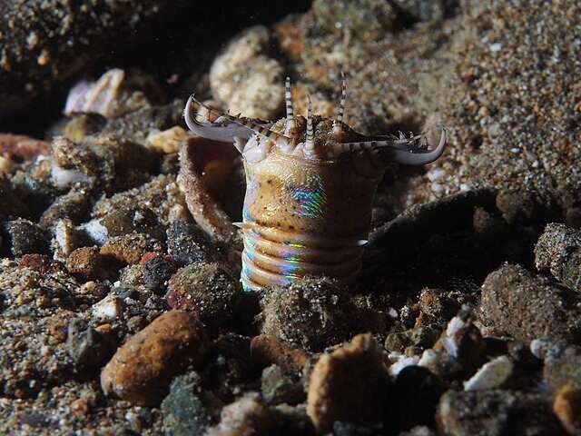 영국 옥스퍼드대학교 고생물학자 루크 패리 박사는 현생 동물 가운데서는 바닷 속에 사는 환형동물, 거대지렁이 등이 거대 모래벌레와 비슷하다고 답했다. 사진은 모래벌레 ‘샤이 훌루드’를 떠올리게 하는 왕털갯지렁이. 위키피디아 코먼스