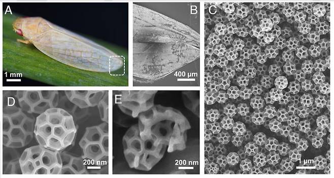 매미충(A)과 날개(B), 매미충이 분비하는 '브로코솜'(C,D,E) [PNAS/Tak-Sing Wong et al. 제공. 재판매 및 DB 금지]