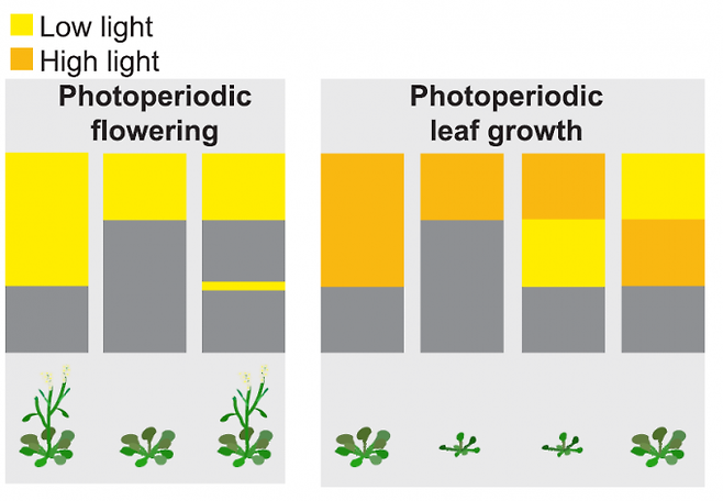 장일식물인 애기장대의 개화(flowering)와 성장(leaf growth)에 미치는 빛의 영향이 꽤 다른 것으로 밝혀졌다. 빛이 약하더라도(low light) 낮이 길거나 짧더라도 밤에 일정 시간 빛을 쪼여주면 꽃이 일찍 핀다(왼쪽). 반면 성장은 낮이 길더라도 후반부(오후)에 빛이 약하면 성장 신호가 미미해 낮이 짧을 때처럼 제대로 자라지 않는다. 반면 낮이 길 때 오전에 약하고 오후에 충분하면(high light) 영향이 없다(오른쪽). 낮과 밤의 구분을 명쾌히 하기 위해 하루 24시간의 시작이 자정이 아니라 해 뜨는 시점이고 끝이 다음날 해 뜨기 직전로 배치했다(위에서 아래 방향). 사이언스 제공