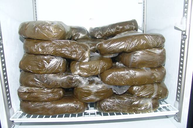 영하 40도로 냉동 보관 중인 소똥.