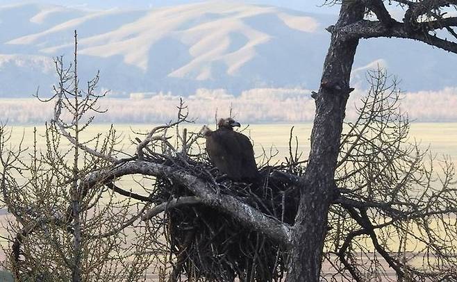 몽골 초원에서 나무 위에 둥지를 튼 독수리의 모습. 몽골 사라나자연보존재단 제공.