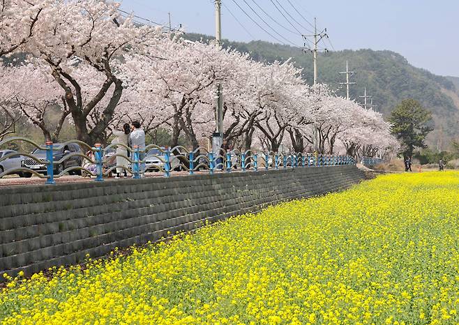 ‘삼척 맹방 유채꽃 축제’가 열리는 삼척시 근덕면 상맹방리 일대는 매년 봄 유채꽃 물결과 쪽빛 바다, 7호선 국도를 따라 늘어선 벚꽃이 어우러져 장관을 연출한다. 삼척시 제공